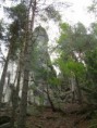 /album/fotogalerie-teplicke-skaly/teplicke-skaly-11-jpg/